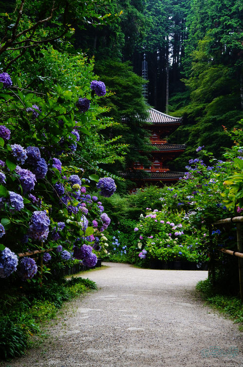 シグマ Sigma 17-40mm F1.8 DC | Art with Sigma fp L ／ 京都